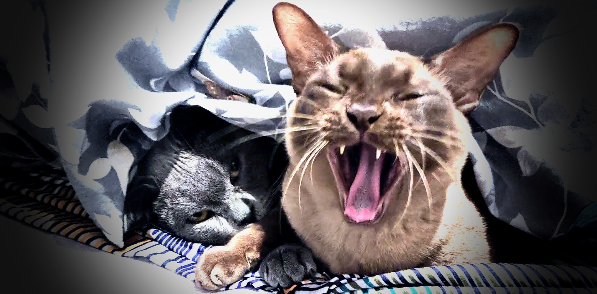 Raging into the void